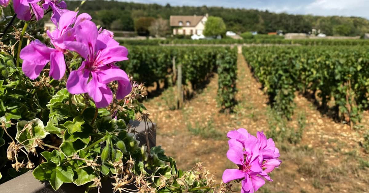 Biking through the vineyards in Burgundy France