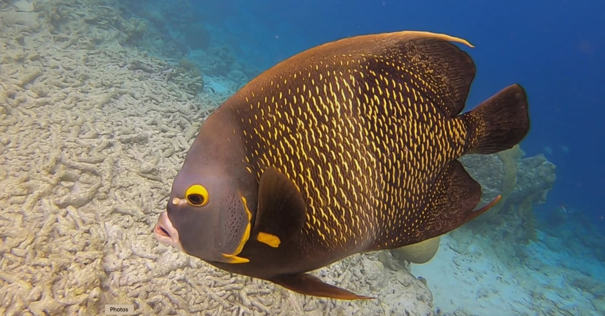 French angelfish at Klein Bonaire