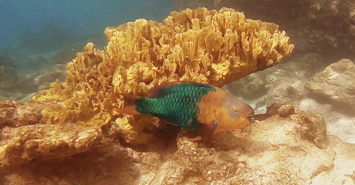 A massive rainbow parrotfish at Boca Slagbaai in Bonaire