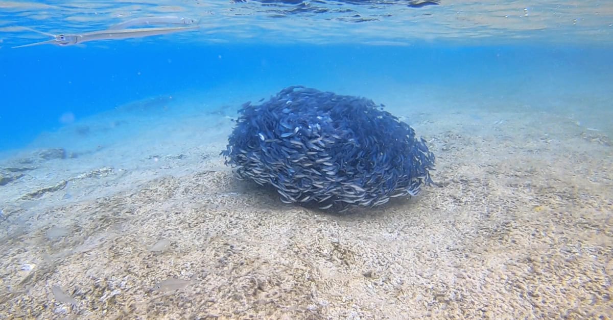Bait ball at Bari Reef Bonaire