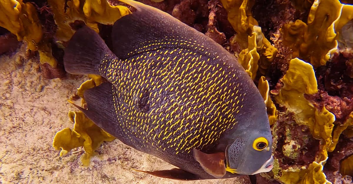 Close up of a French angelfish at Red Beryl in Bonaire