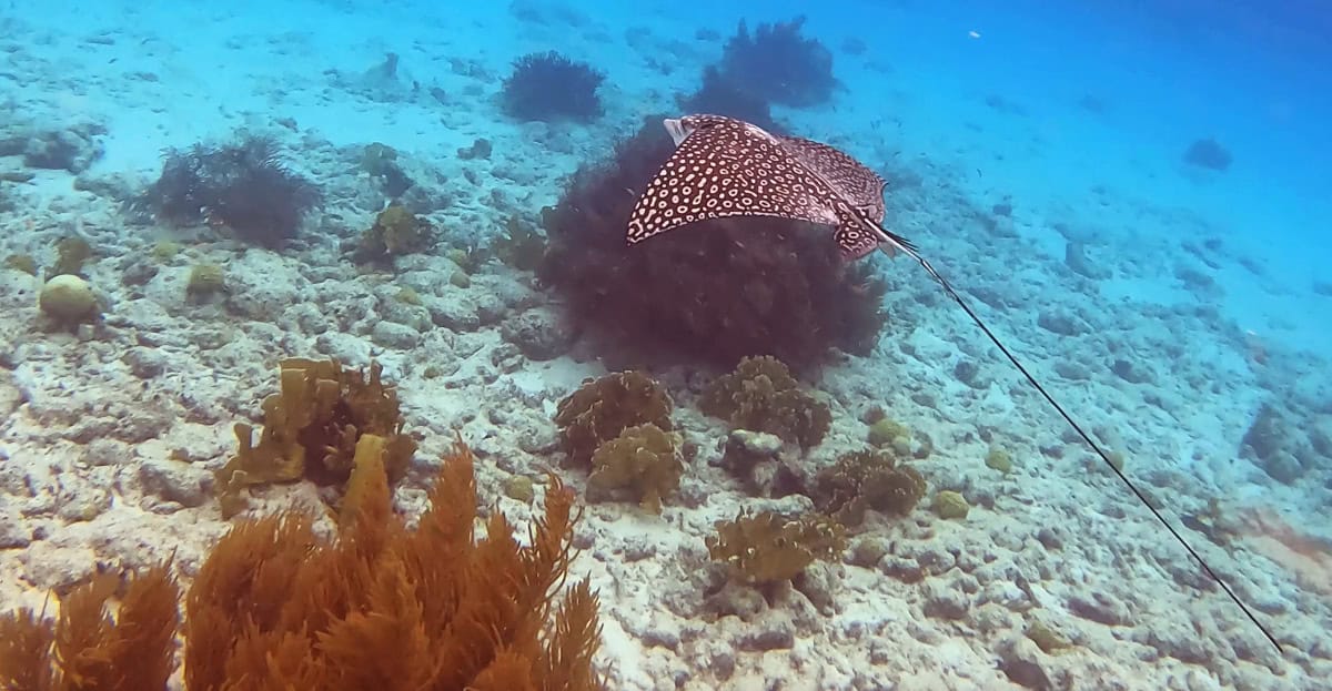 Graceful eagle ray at Angel City