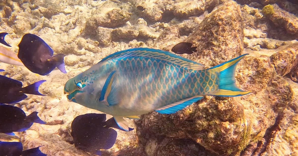 Parrotfish at 18 Palms in Bonaire