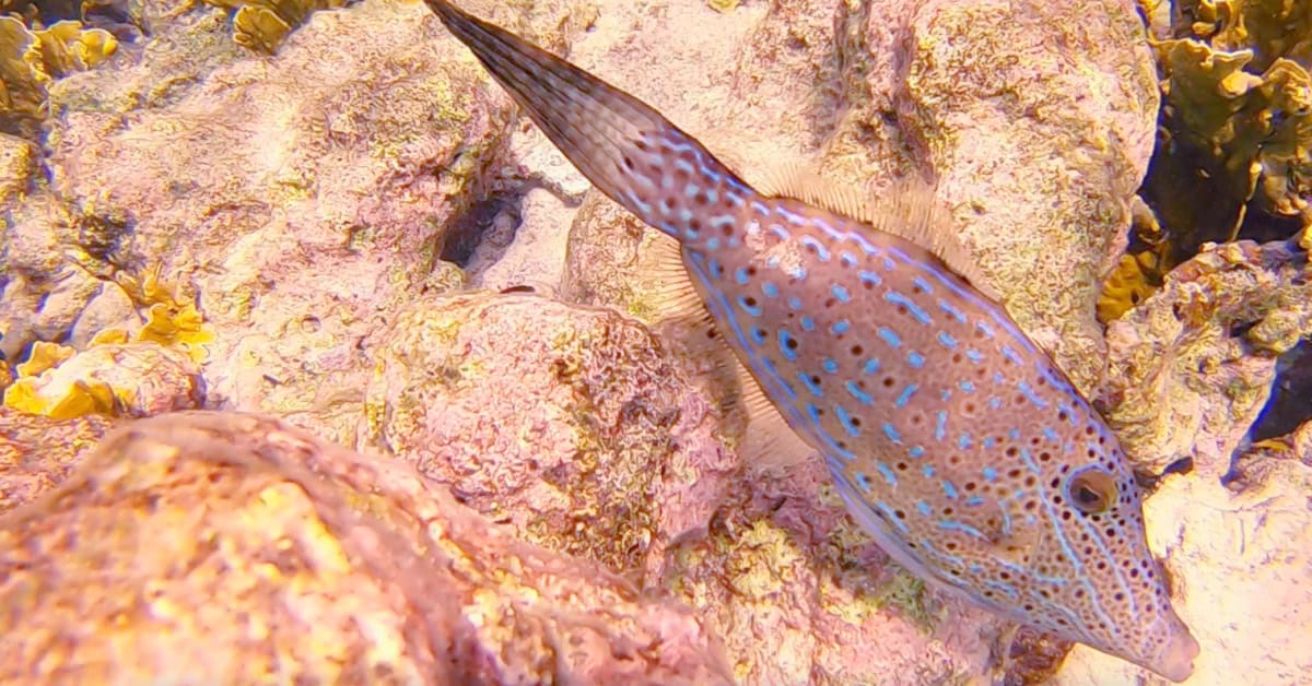 Scrawled filefish at Andrea 2 in Bonaire