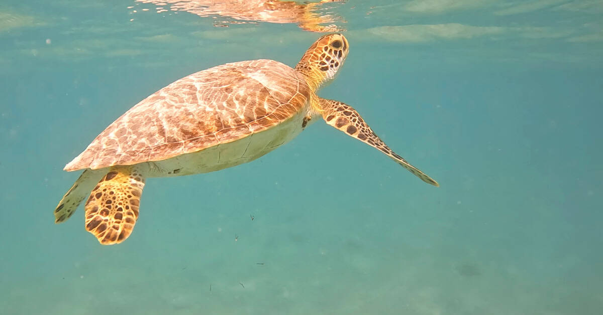 Snorkeling beside a turtle at Salt Pier Bonaire