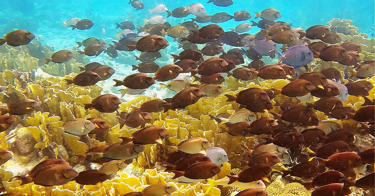 Snorkeling with a school of blue tang at Karpata Bonaire