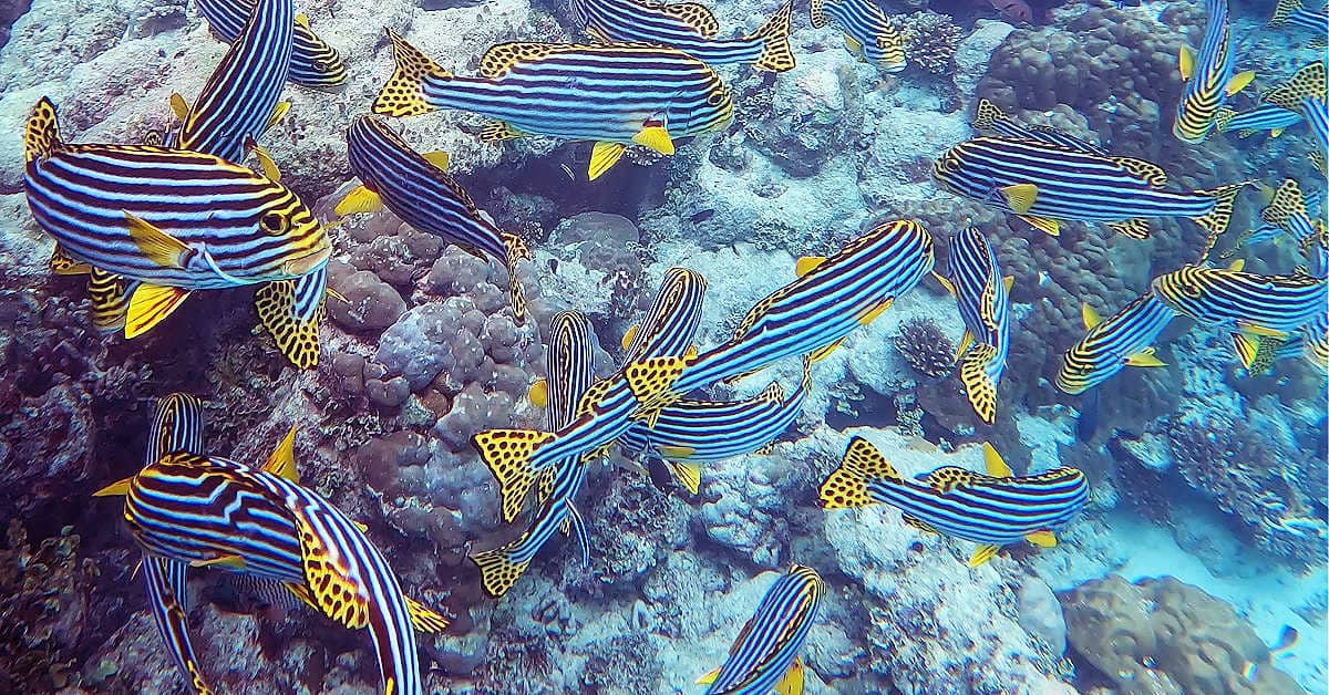 Beautiful school of Oriental sweetlips at Outrigger Maafushivaru Resort