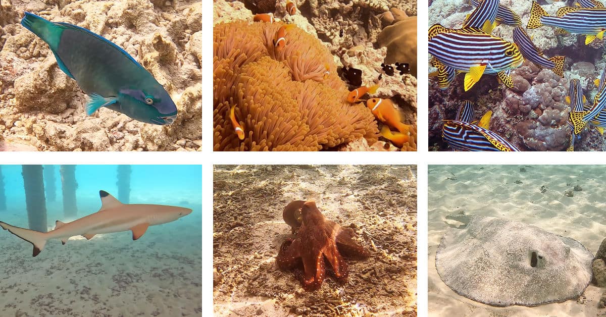 Maldives Fish Identification Chart