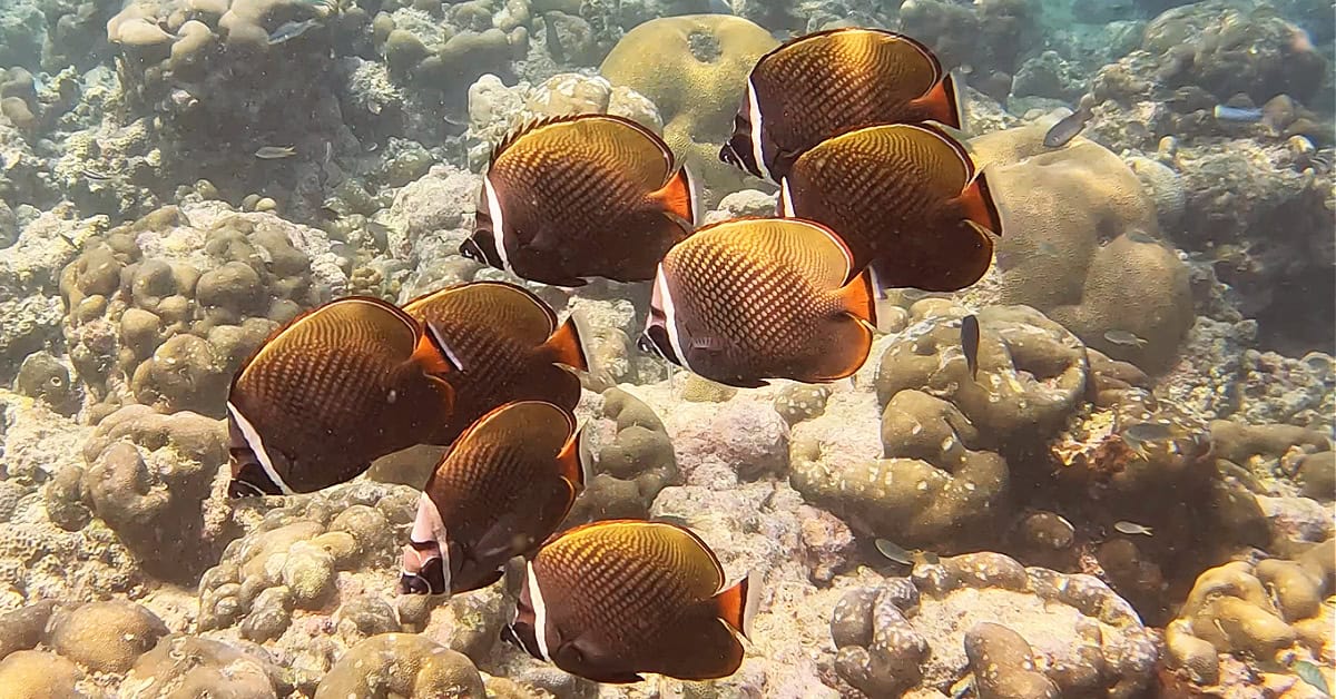Redtail butterflyfish at Le Meridien Maldives House Reef