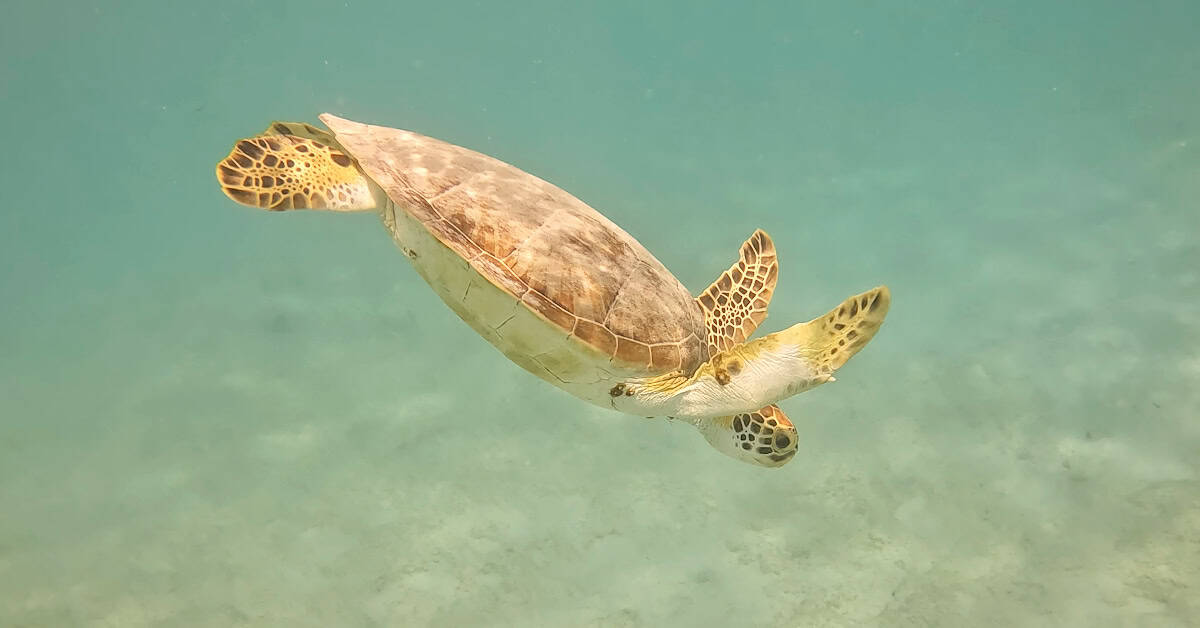 Snorkeling beside a turtle at Salt Pier