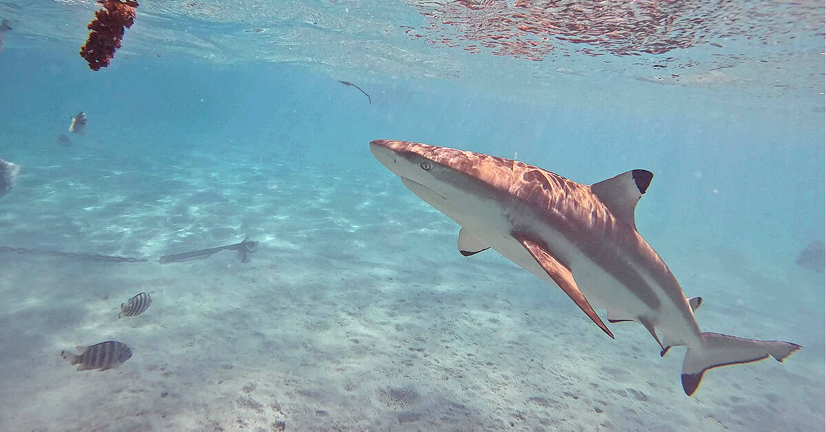 Blacktip shark at the Sharks and Rays Sandbar in Moorea