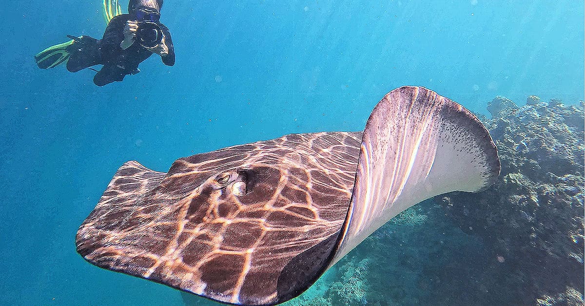 Snorkeling at the Jardin de Corail du Motu Ahi Moorea
