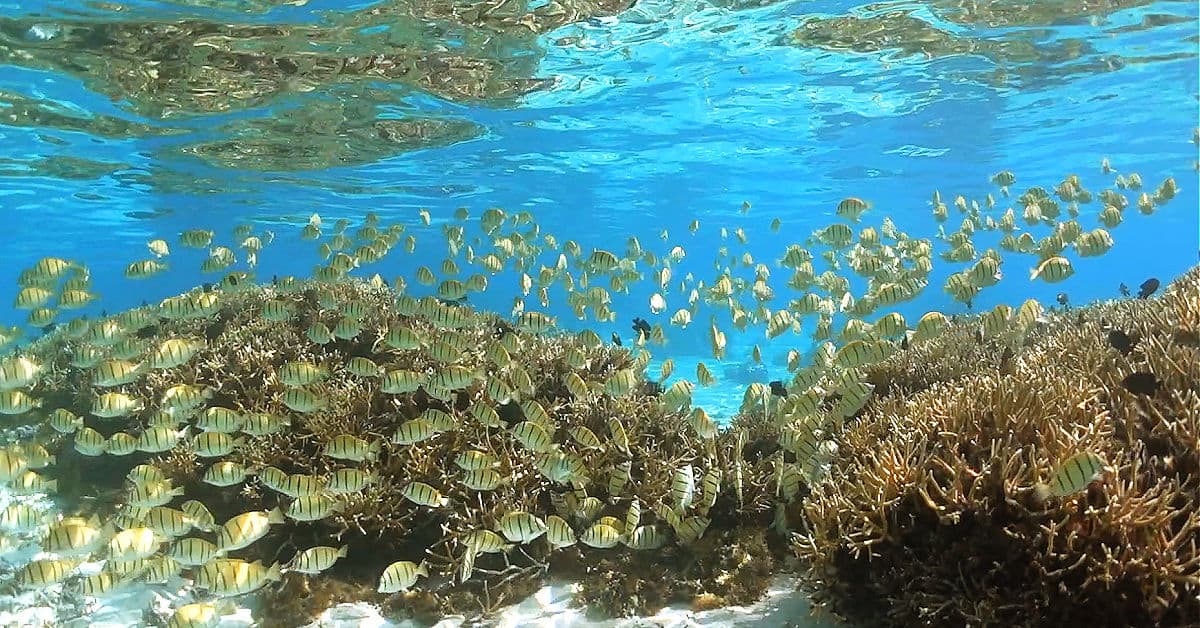Snorkeling with a large school of convict surgeonfish at Sofitel Moorea