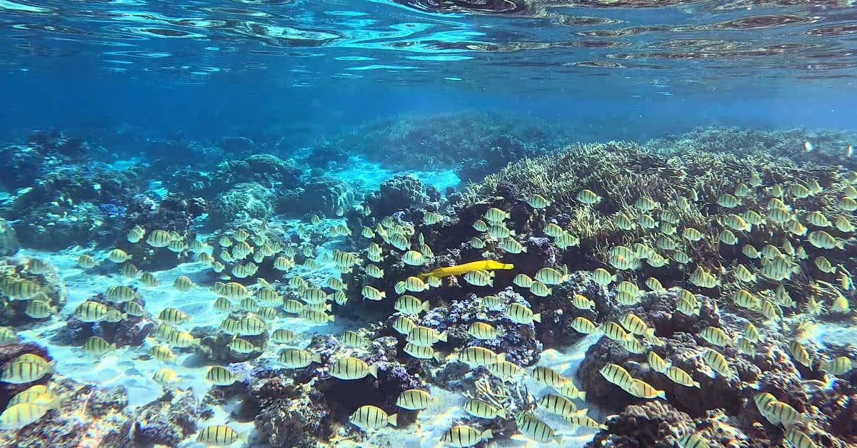 Snorkeling with a school of convict surgeonfish and trumpetfish at Sofitel Moorea