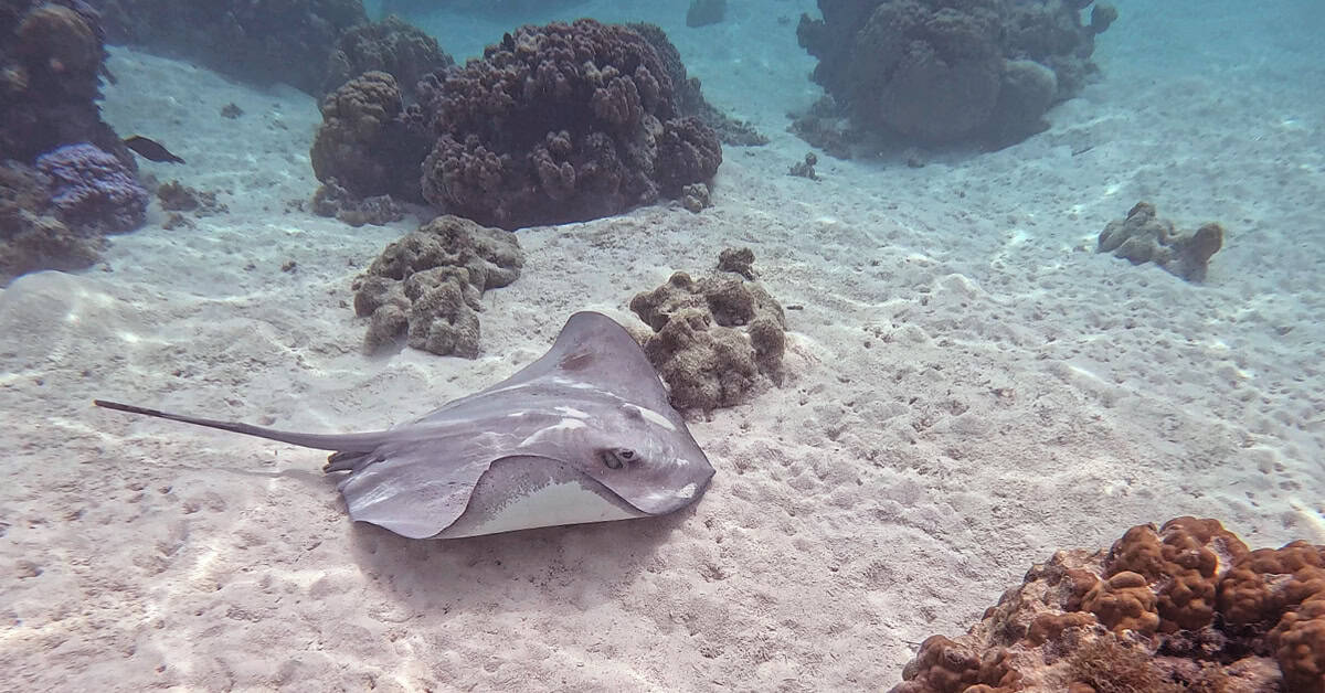 Snorkeling with a stingray at Coral Garden Tiahura in Moorea