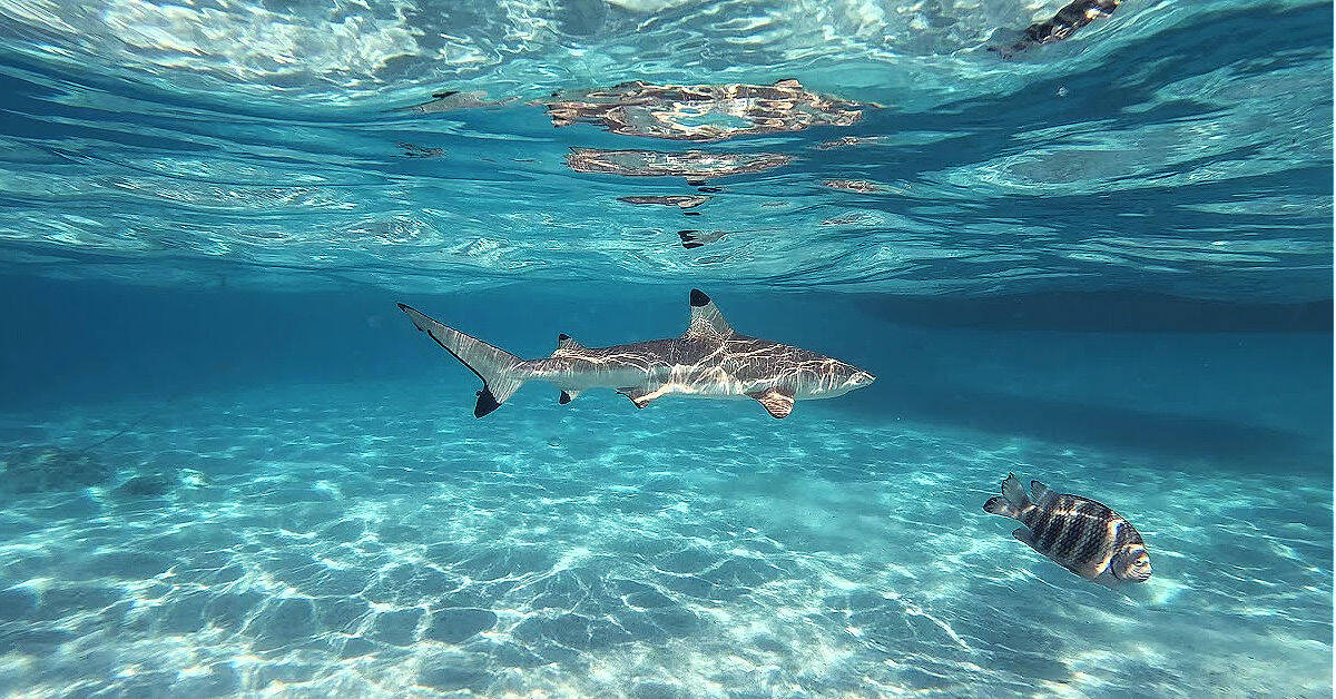 Snorkeling with blacktips and fish in Moorea with Alex Lagoon Tours