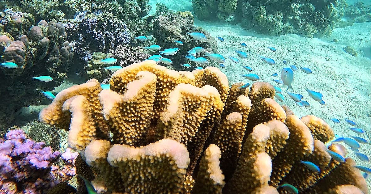 Snorkeling with blue-green chromis at Hilton Moorea
