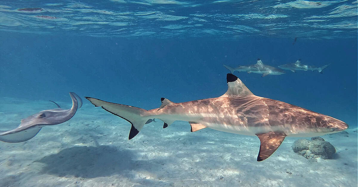 Snorkeling with sharks and rays in Moorea