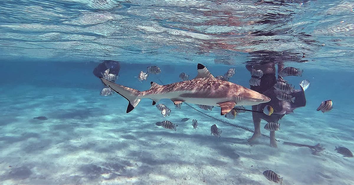 Snorkeling blacktip reef sharks and stingrays in Moorea