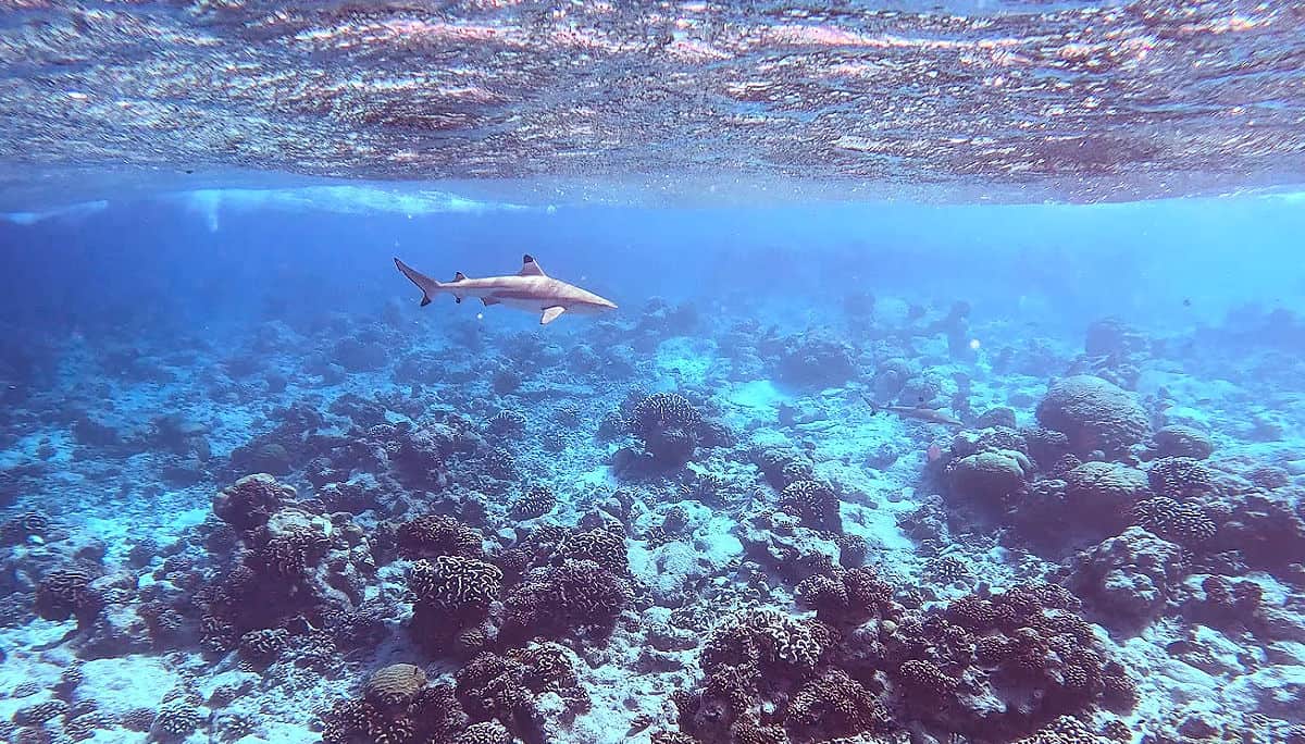 Snorkeling in the Tiputa channel in Rangiroa