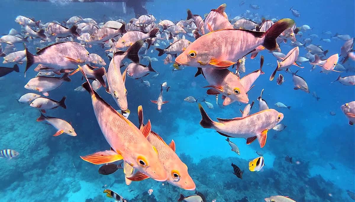 Snorkeling with a gorgeous school of humpback red snapper at the Aquarium in Rangiroa