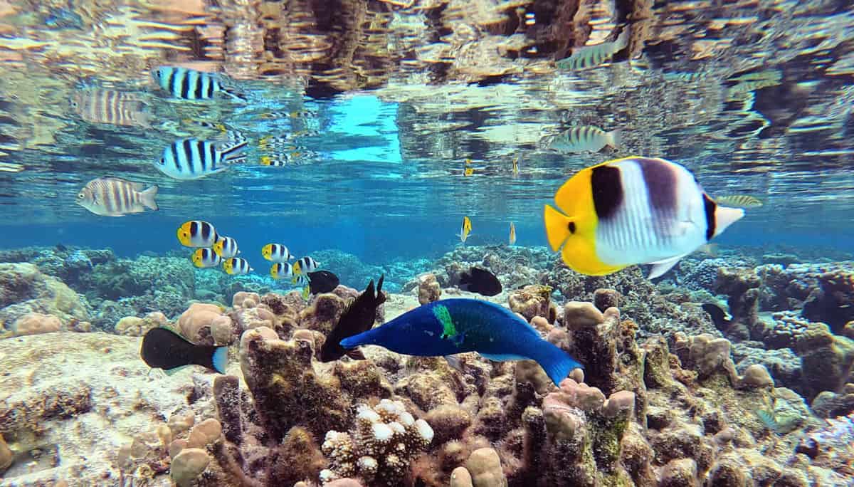 Snorkeling at Coral Garden Tahaa