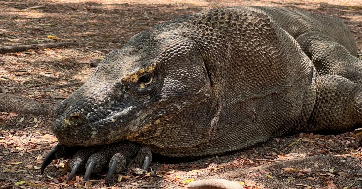 Komodo dragon at Komodo National Park