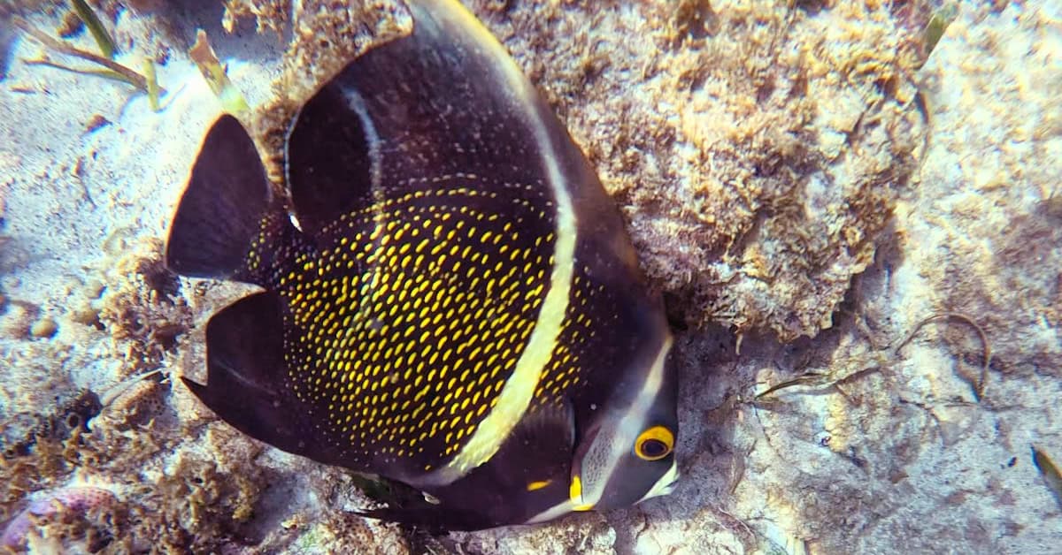 Beautiful French Angelfish at Boca Catalina in Aruba