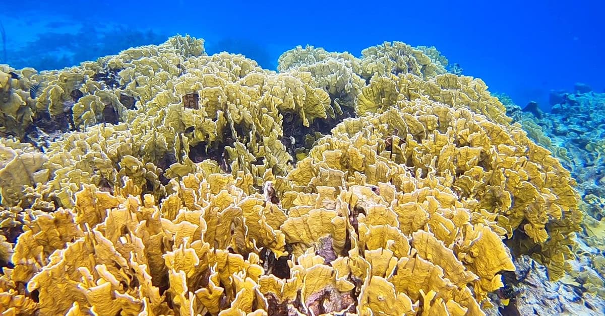 Lettuce coral at Mangel Halto Aruba