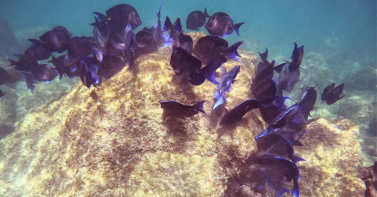 School of blue tang at Arashi Beach in Aruba