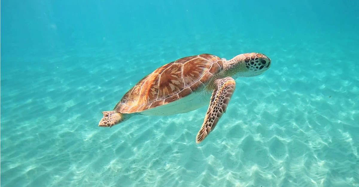 Snorkeling with turtles at Tres Trapi in Aruba