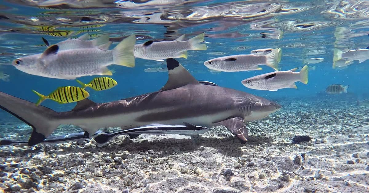 Enjoying a delicious lunch in the water with blacktip reef sharks, squaretail mullets, and golden trevally in Tahaa
