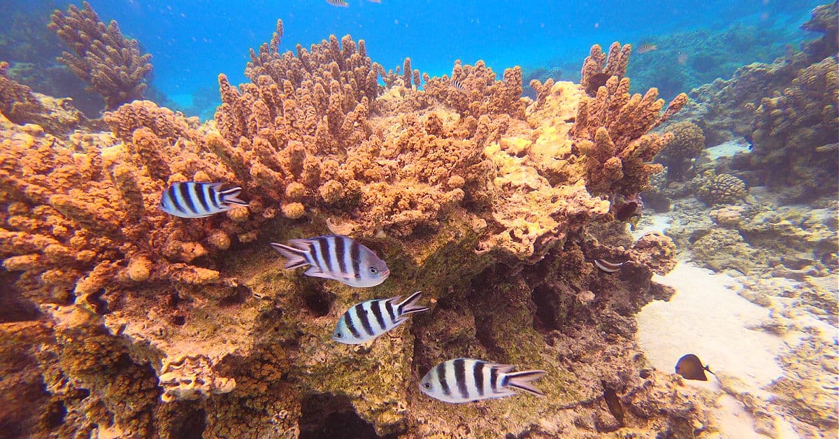 Snorkeling at the Coral Garden in Bora Bora with Reef Discovery