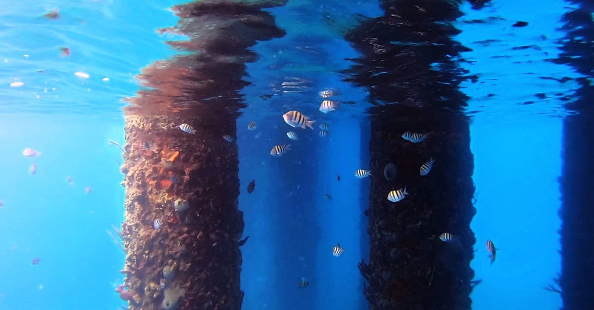 Snorkeling with sergeant majors under Frederiksted Pier in St. Croix