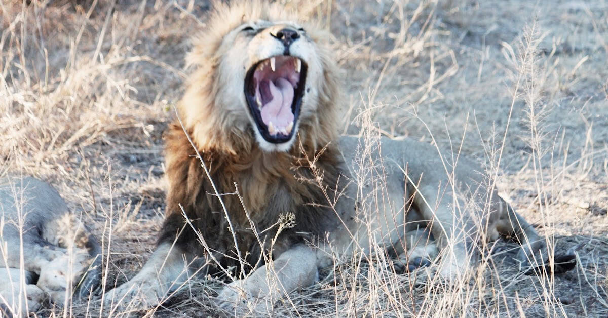 Lion yawning on a lazy afternoon while on afternoon safari in Sabi Sands South Africa