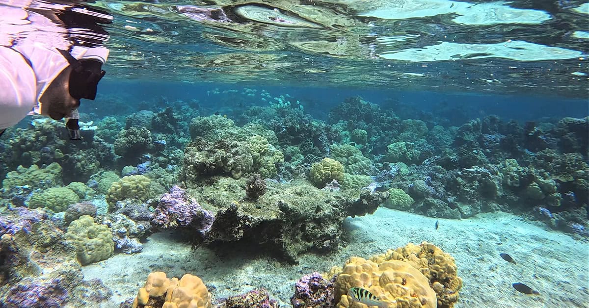 Snorkeling at Coral Gardens at Temae Beach in Moorea