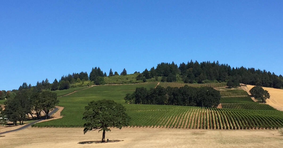 Gorgeous property at Stoller Family Estate
