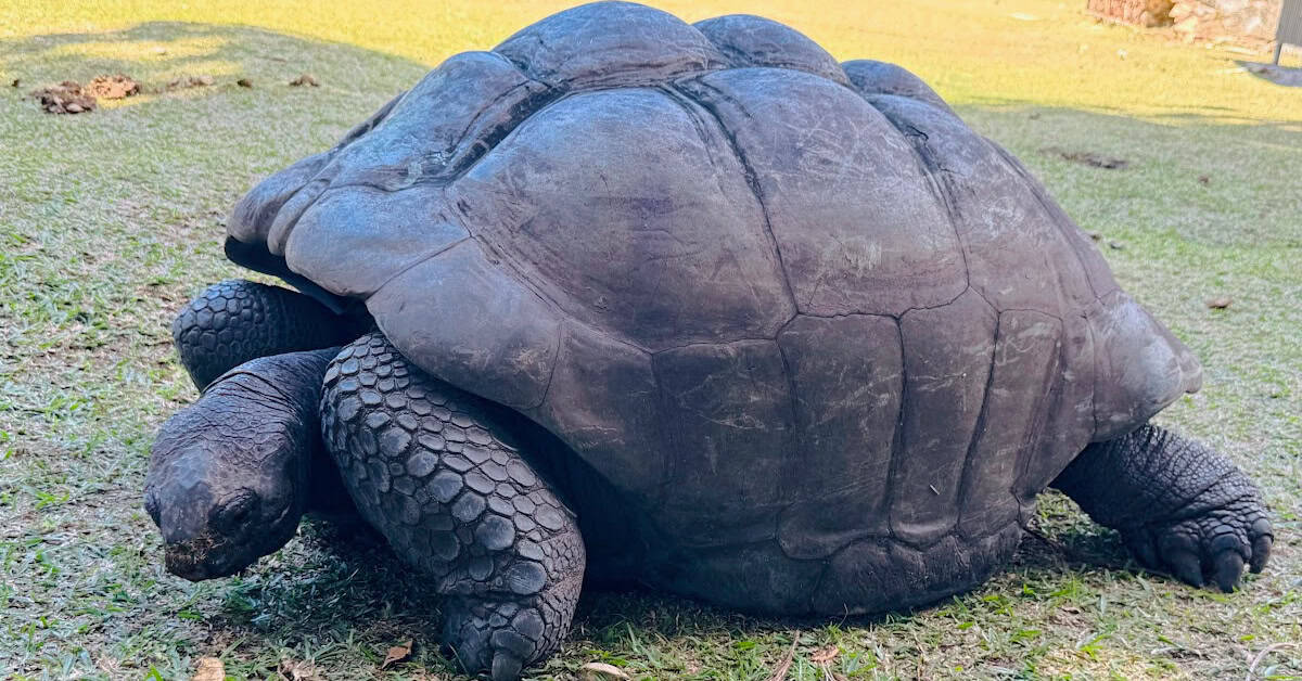 Aldabra Giant Tortoise on Curieuse Island in the Seychelles