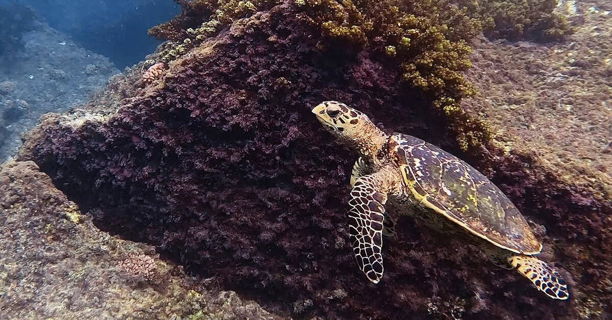 Beautiful turtle swimming at Anse Lazio in the Seychelles
