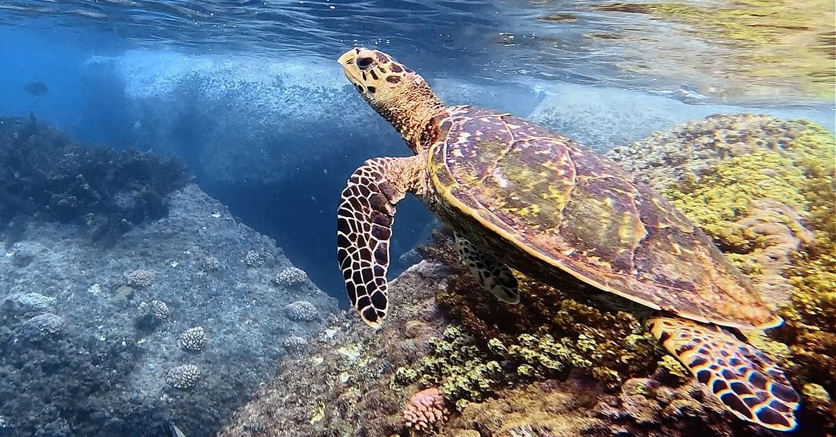 Snorkeling with a cute turtle at Anse Lazio in the Seychelles