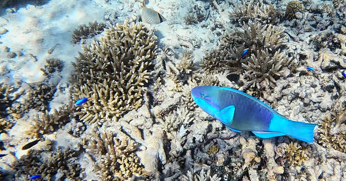 Snorkeling with a parrotfish at Felicite Island in the Seychelles