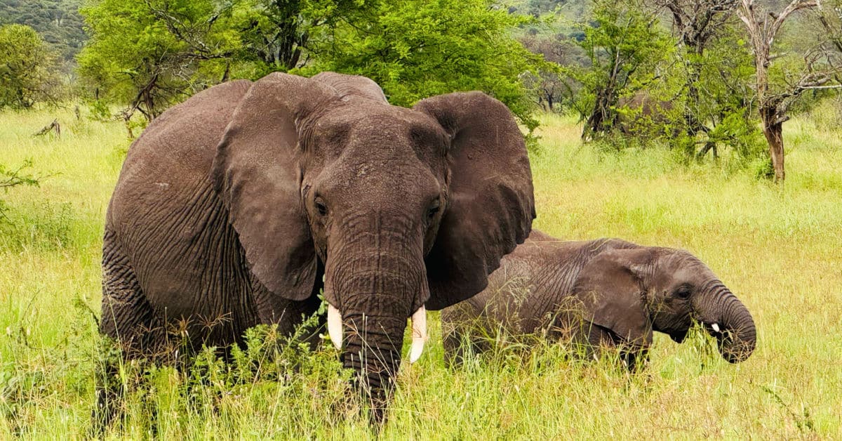 Mom and baby elephant grazing at Dunia Camp in the Tanzania Serengeti