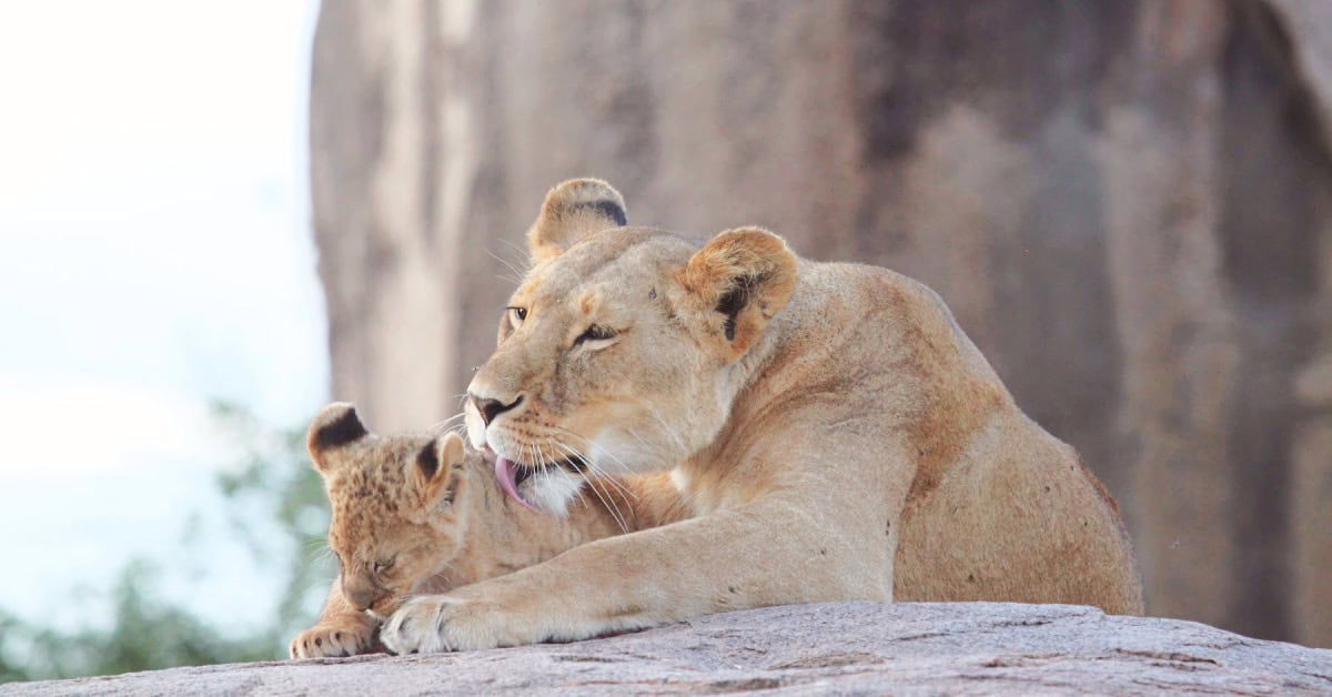 Cute baby cub getting a tongue bath from mom on a kopje