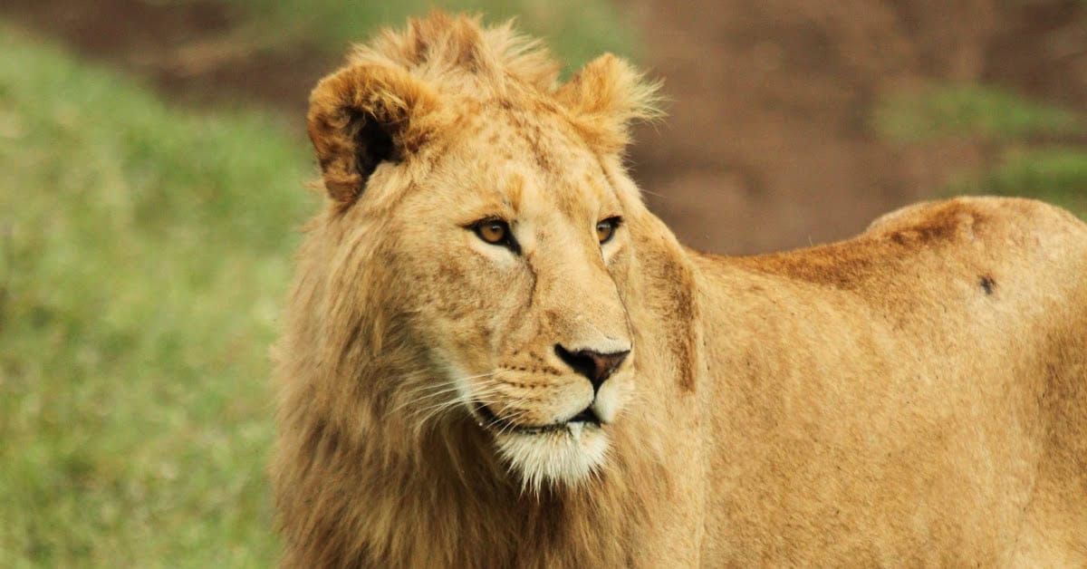Male lion in the Tanzania Ngorongoro Crater