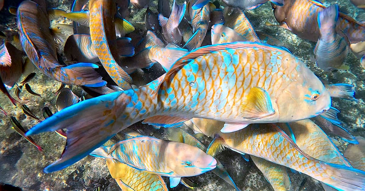 Gorgeous parrotfish at Concha de Perla on Isabela Island