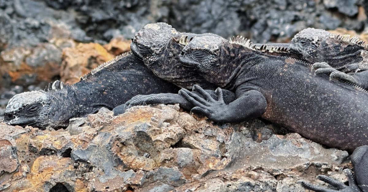 Several marine iguanas snuggling for heat at Las Tintoreras in the Galapagos