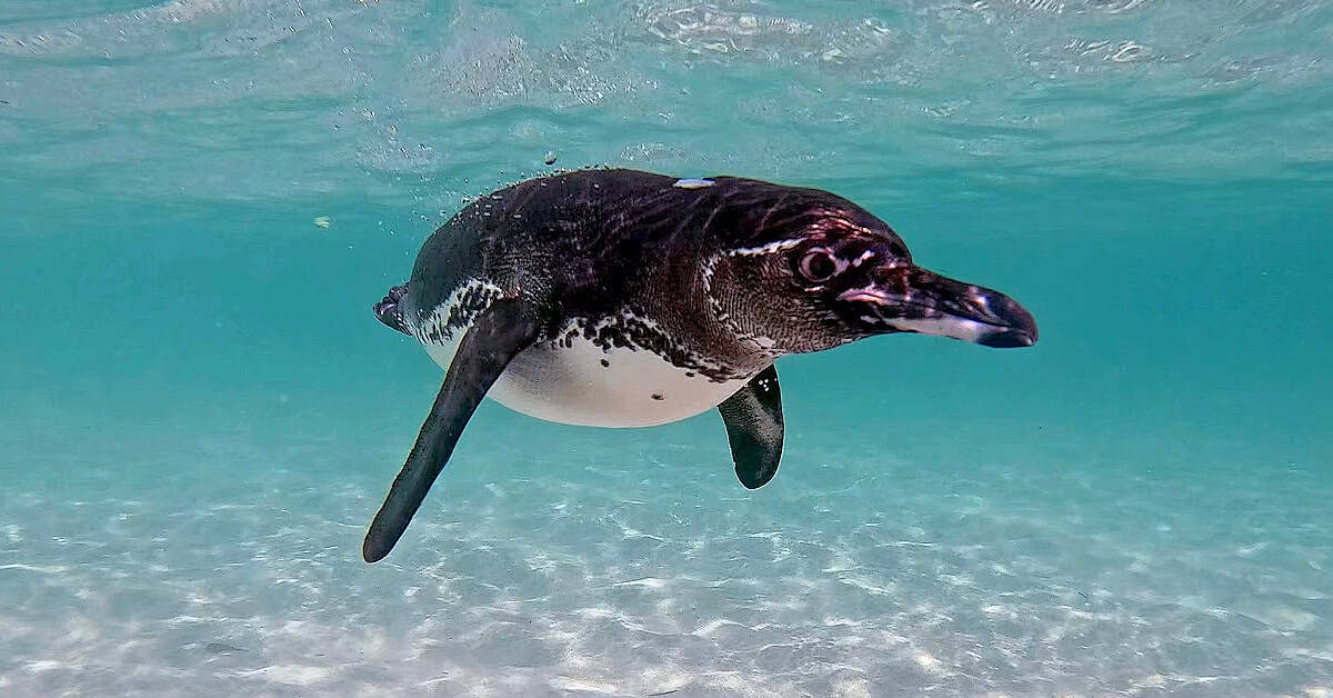 A Curious penguin at Playa Isabela on Isabela Island