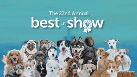A cheerful group of different dog breeds sits together in front of a blue backdrop, with the text "The 22nd Annual Best in Show" above them. At Fetch‑A‑Tech, your trusted family-owned team serving Las Vegas, we’re here to bring comfort and helpful service to every home—just like these friendly pups bring joy to any room!.