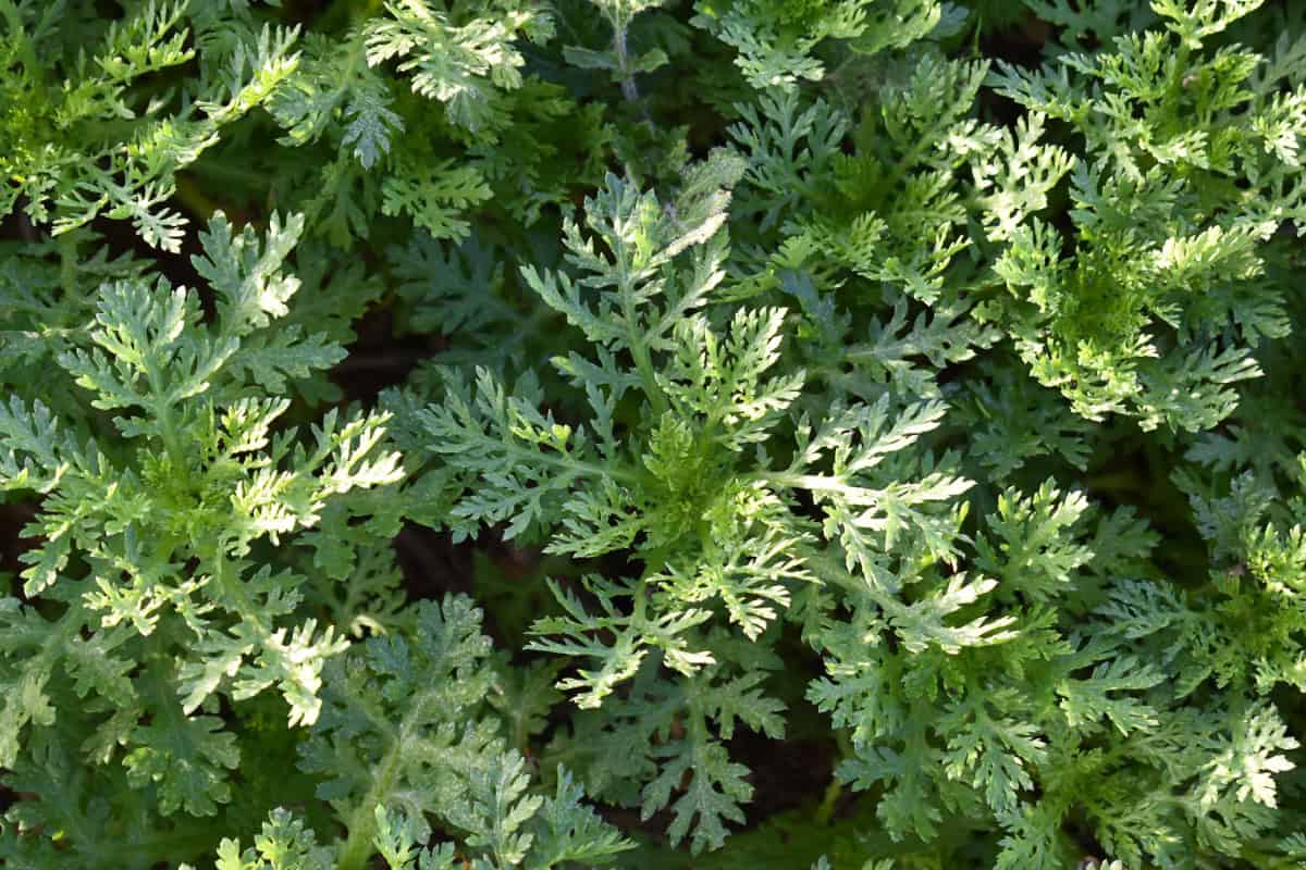 Top 10 Mosquito Repellent Plants: Natural Ways to Keep Mosquitoes at Bay -  Focal Point Landscape Maintenance