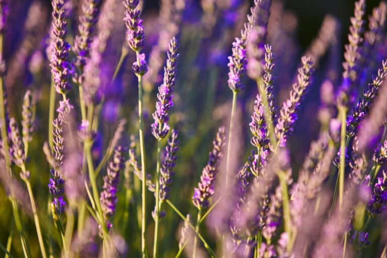 Top 10 Mosquito Repellent Plants: Natural Ways to Keep Mosquitoes at Bay -  Focal Point Landscape Maintenance
